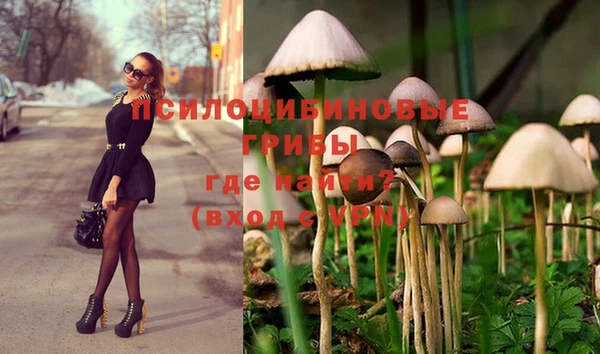 индика Белокуриха
